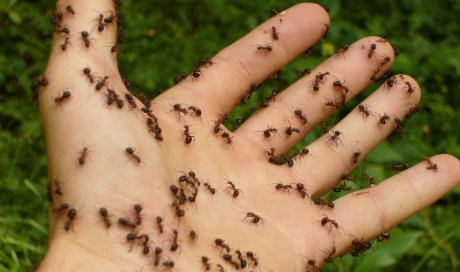 Spécialiste pour la désinsectisation de fourmis dans des maisons à Montpellier 