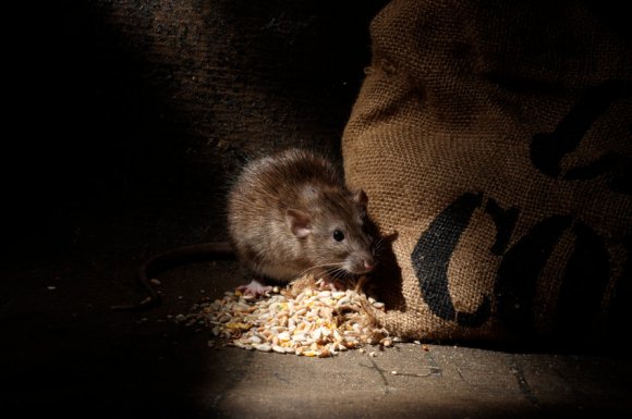 Entreprise pour éloigner et éliminer des rats à Montpellier