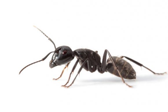 Pour quelle raison des fourmis apparaissent dans une maison ?