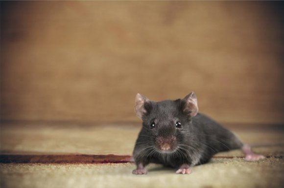 Entreprise de dératisation pour se débarrasser définitivement des souris dans une maison à Montpellier