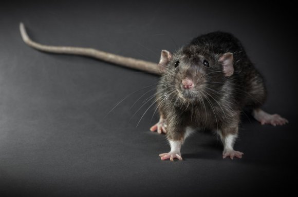 Entreprise de dératisation pour se débarrasser des rats dans le plafond à Montpellier