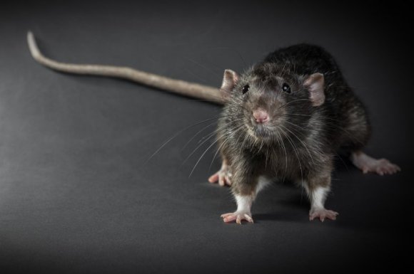 Se débarrasser définitivement des rats à Montpellier