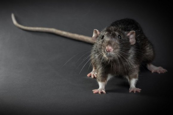 Entreprise pour intervention d’urgence après invasion de rats Montpellier
