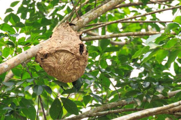 Professionnel pour la destruction de nids de guêpes Montpellier