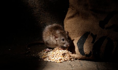 Entreprise pour éloigner et éliminer des rats à Montpellier