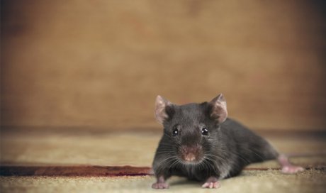 Entreprise de dératisation pour se débarrasser définitivement des souris dans une maison à Montpellier