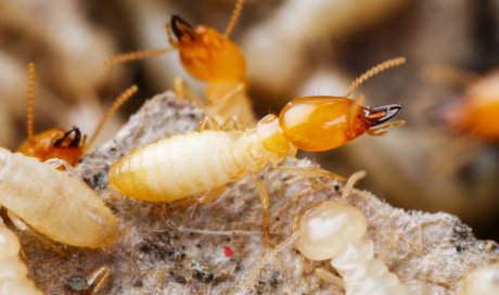 Entreprise pour le traitement contre les fourmis à Lunel