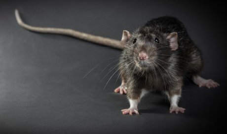 Entreprise de dératisation pour se débarrasser des rats dans le plafond à Montpellier