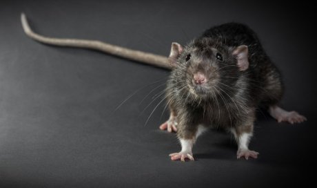 Se débarrasser définitivement des rats à Montpellier