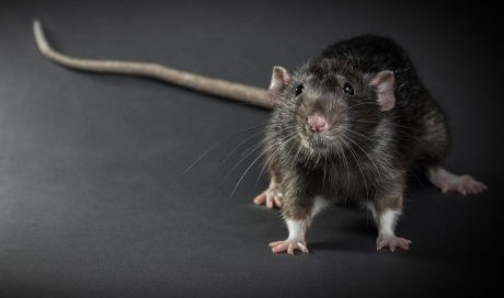 Entreprise pour intervention d’urgence après invasion de rats Montpellier