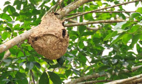 Professionnel pour la destruction de nids de guêpes Montpellier