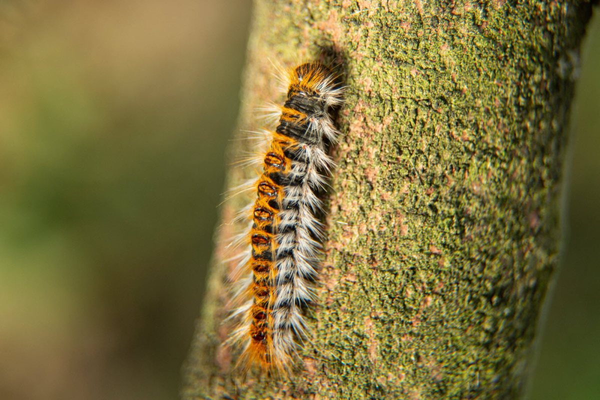 chenille processionnaire