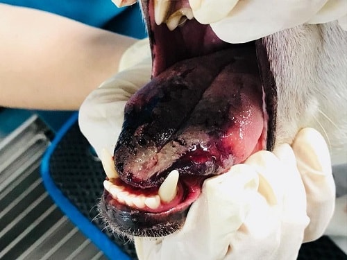 Risque pour le chien