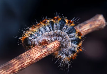 image chenille processionnaire