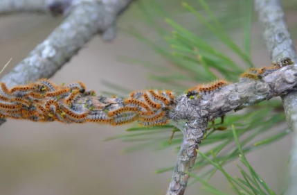 image chenille processionnaire en groupe