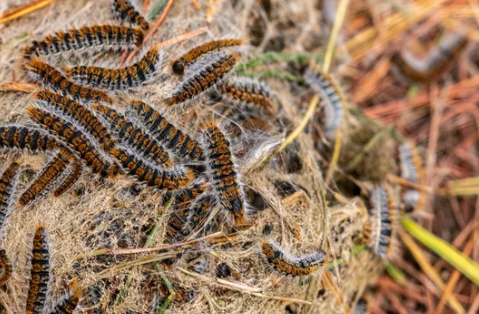 image chenille processionnaire en groupe