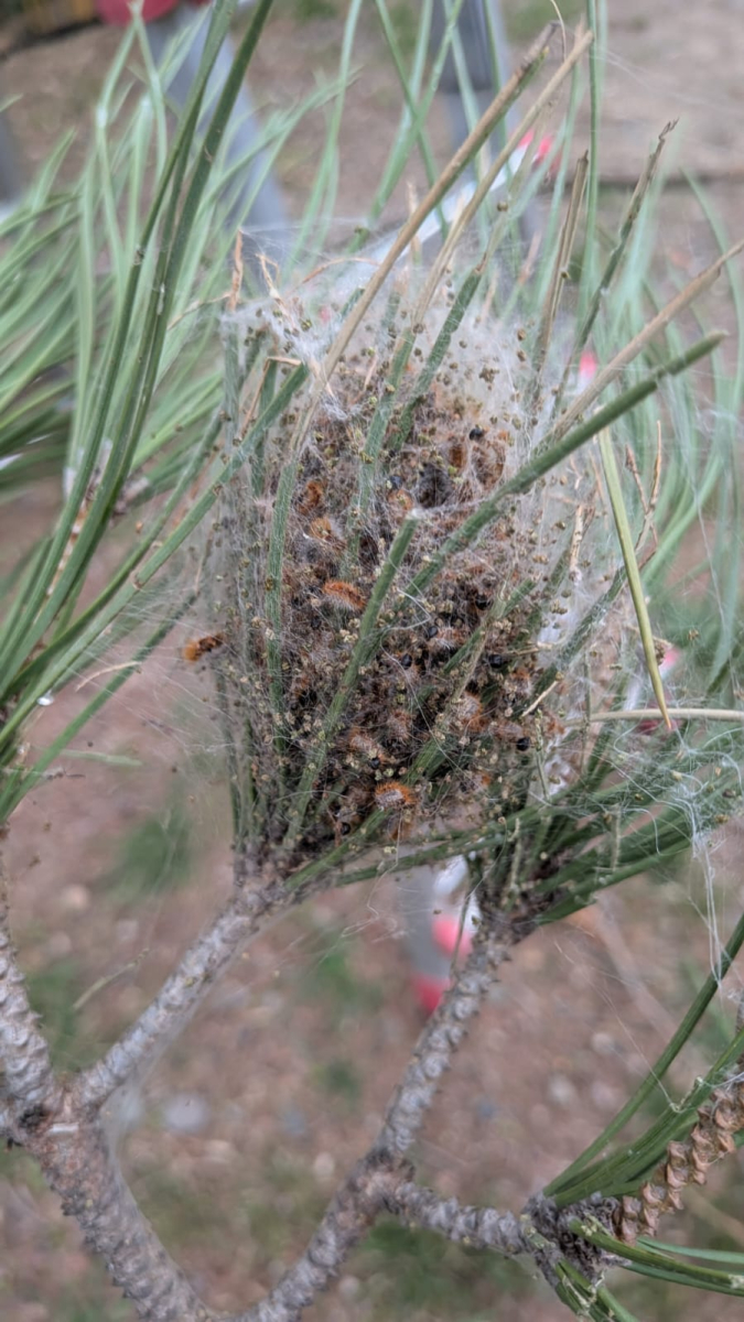 image nid de chenille processionnaire 