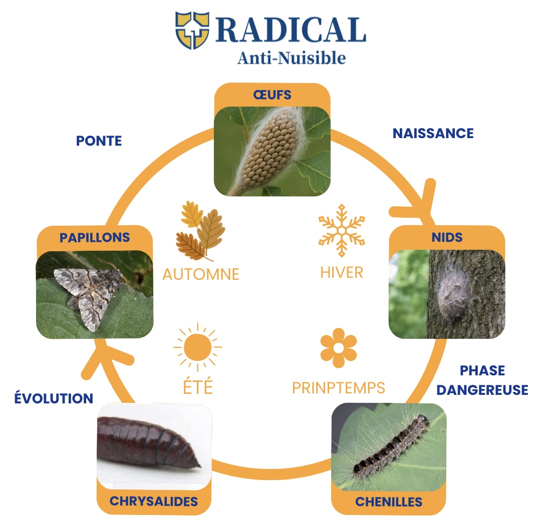 schema du cycle de chenille processionnaire du chene