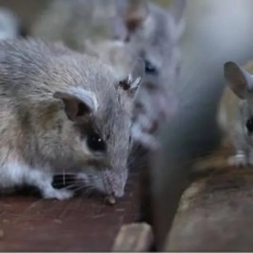 Dératisation de rat et souris à Montpellier, Montpellier, RADICAL ANTI-NUISIBLE