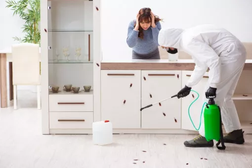 Comment se débarasser des blattes du type cafards et blatte orientales dans une maison, Montpellier, RADICAL ANTI-NUISIBLE