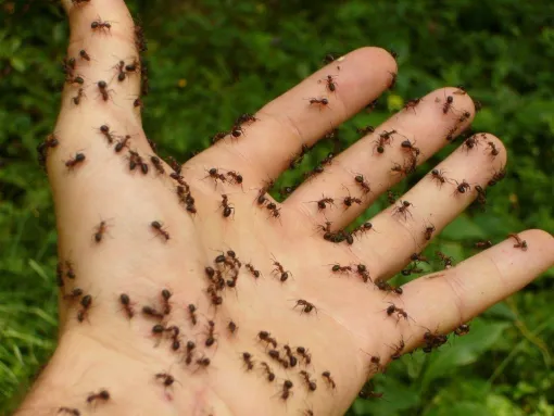 Spécialiste pour la désinsectisation de fourmis dans des maisons à Montpellier, Montpellier, RADICAL ANTI-NUISIBLE