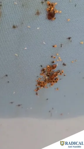 Punaise de lit : une menace à ne pas sous-estimer, Montpellier, RADICAL ANTI-NUISIBLE