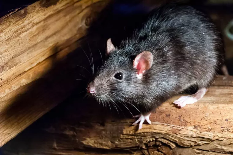 Entreprise de dératisation pour se débarrasser des rats dans le plafond à Montpellier, Montpellier, RADICAL ANTI-NUISIBLE