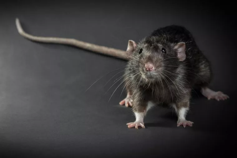 Entreprise pour intervention d’urgence après invasion de rats, Montpellier, RADICAL ANTI-NUISIBLE