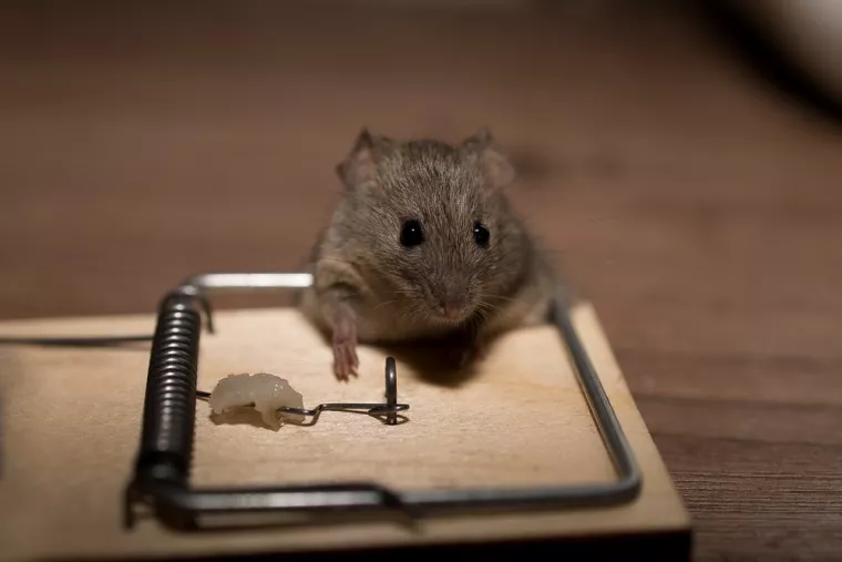 Traitement rapide contre les souris à Lattes, Montpellier, RADICAL ANTI-NUISIBLE