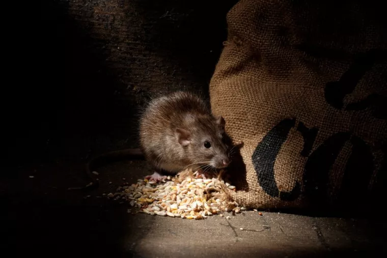 Entreprise pour éloigner et éliminer des rats à Montpellier, Montpellier, RADICAL ANTI-NUISIBLE