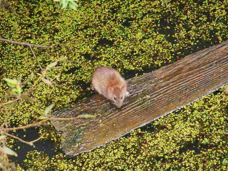Comment se débarrasser définitivement des rats ?, Montpellier, RADICAL ANTI-NUISIBLE