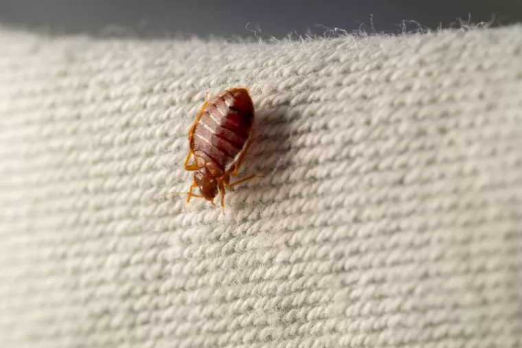 Comment faire face à une invasion de punaises de lit ?, Montpellier, RADICAL ANTI-NUISIBLE