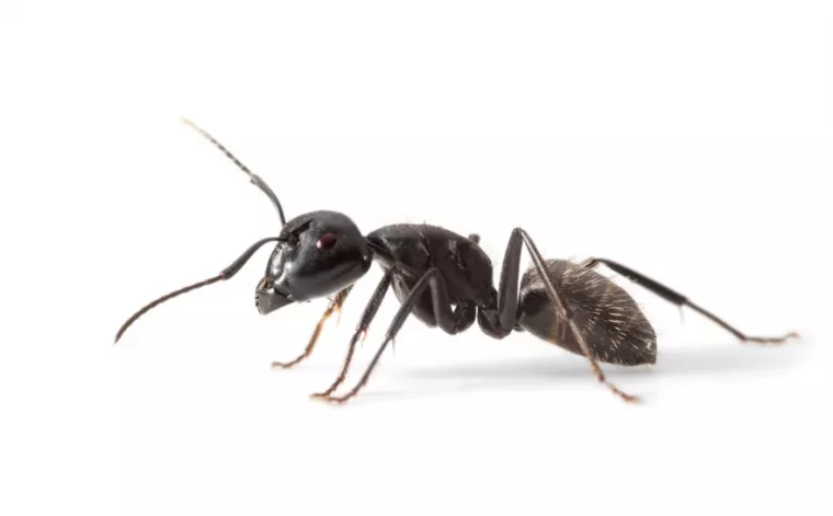 Pour quelle raison des fourmis apparaissent dans une maison ?, Montpellier, RADICAL ANTI-NUISIBLE