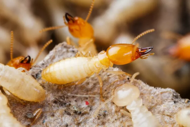 Traitement efficace contre les fourmis à Saint-Jean-de-Védas, Montpellier, RADICAL ANTI-NUISIBLE