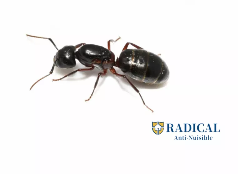 Les premiers signes d'invasion de fourmis charpentières, Montpellier, RADICAL ANTI-NUISIBLE