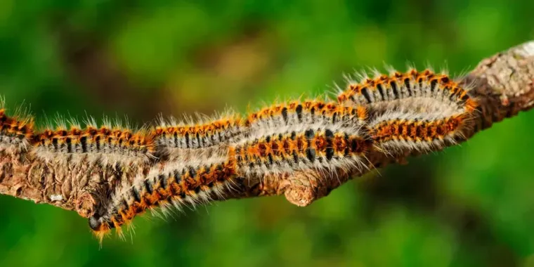 Photo chenille processionnaire