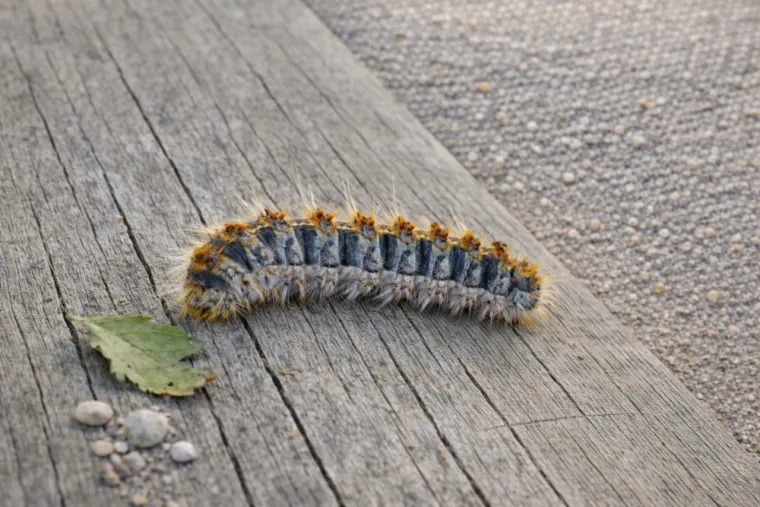 Photo chenille processionnaire