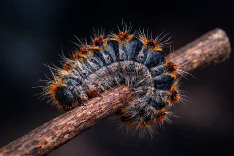 Photo chenille processionnaire