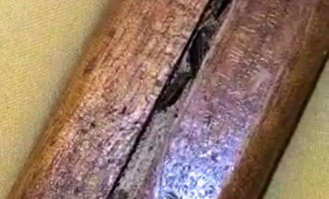 Comment se débarasser des blattes du type cafards et blatte orientales dans une maison, Montpellier, RADICAL ANTI-NUISIBLE