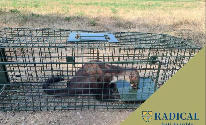 Capture de fouines, un reflex pour le respect de la biodiversité :, Montpellier, RADICAL ANTI-NUISIBLE